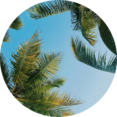 Belize Palm Tree