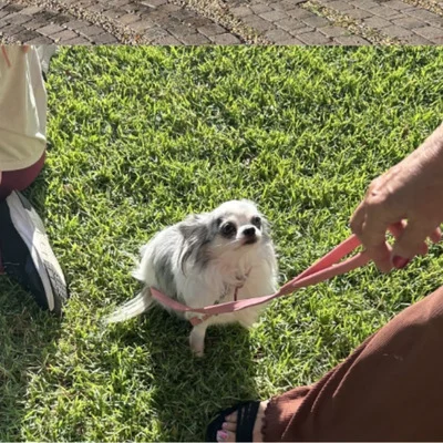 _Blessing of the Animals 2025